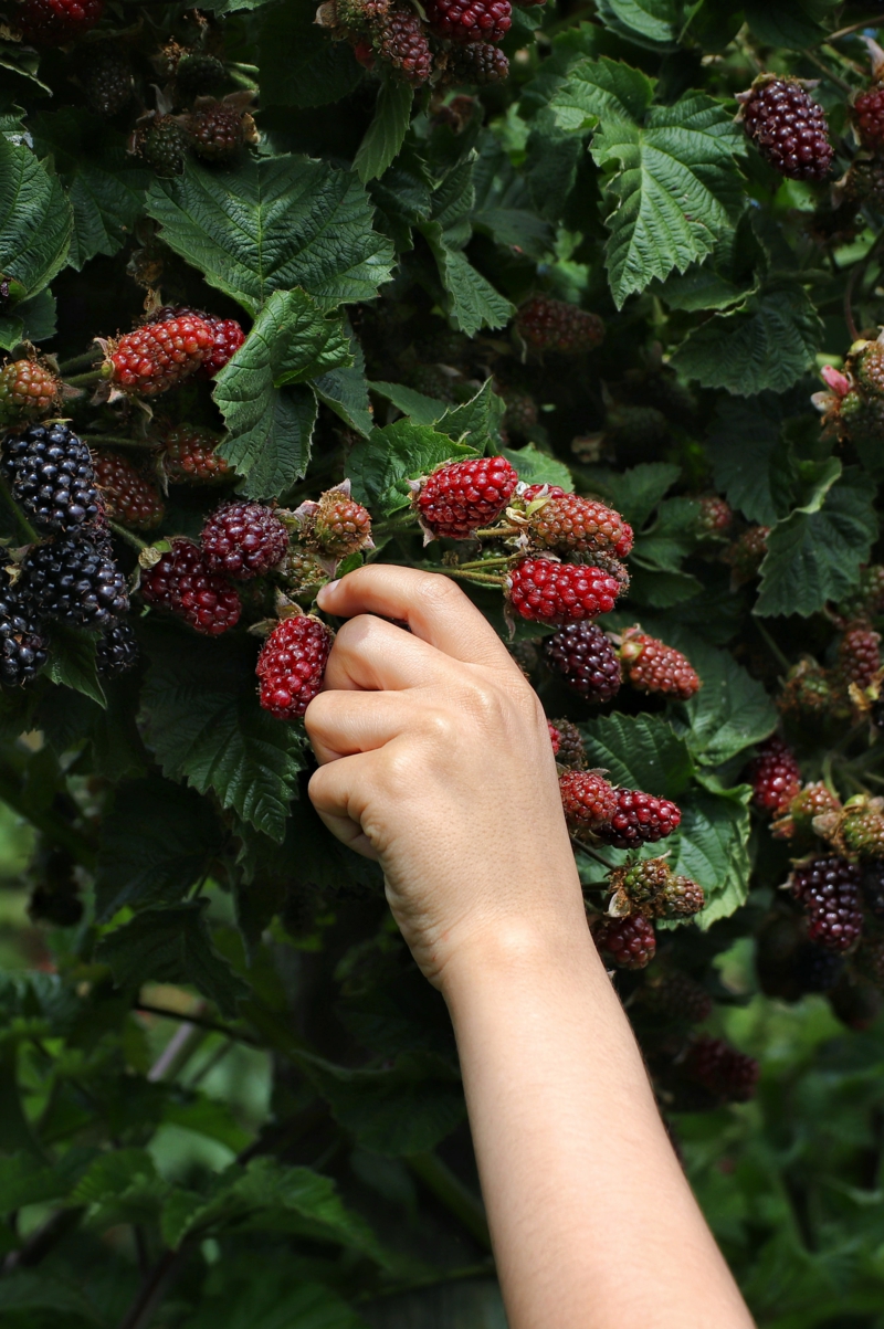 6 person picks berries himbeeren pflanzen und pflegen