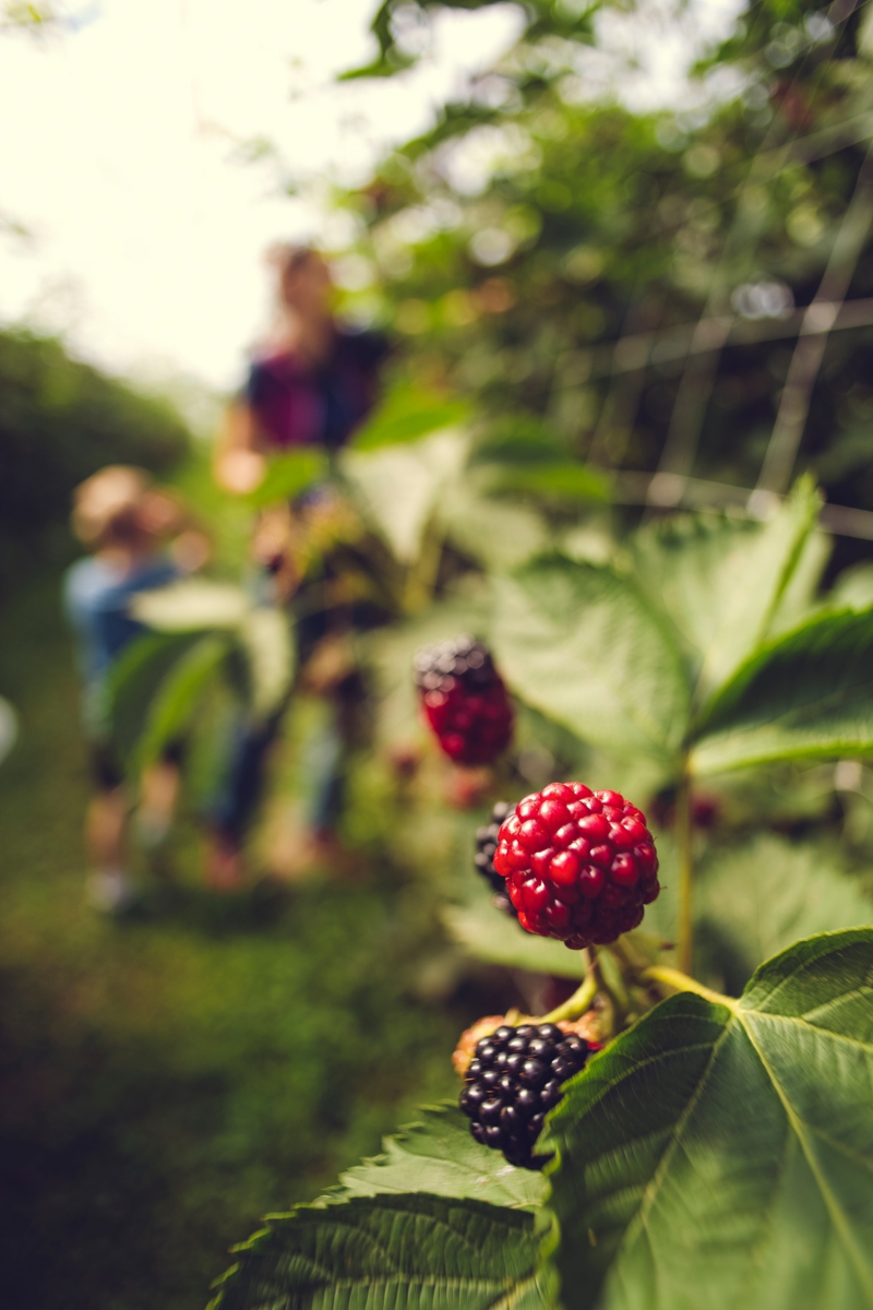 7 beeren pflanzen infos himbeeren pflegen wie tipps