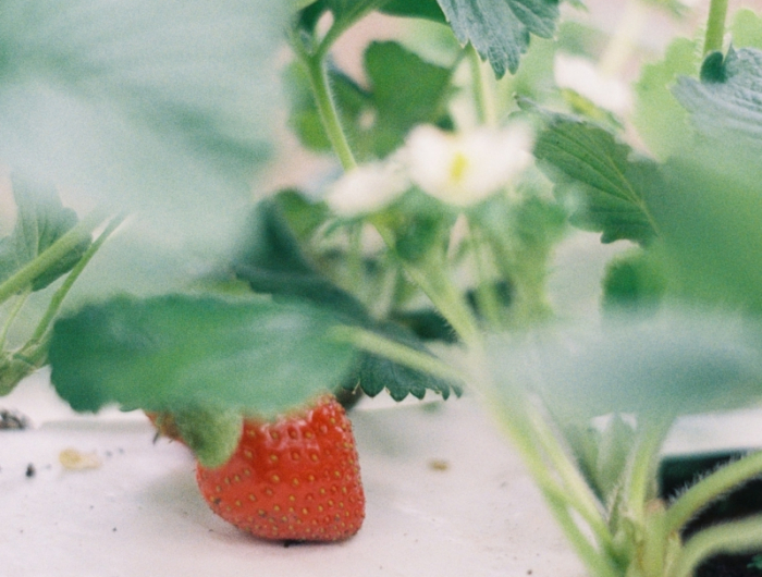 7 wann kann man erdbeeren ernten beste zeit