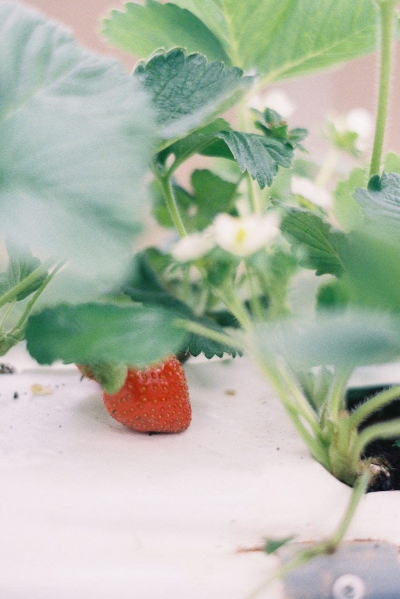 7 wann kann man erdbeeren ernten beste zeit