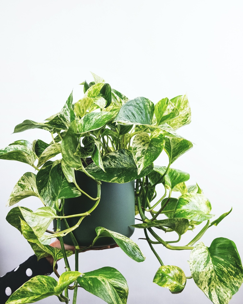 8 luftreinigende pflanze kueche zimmerpflanzen ideen