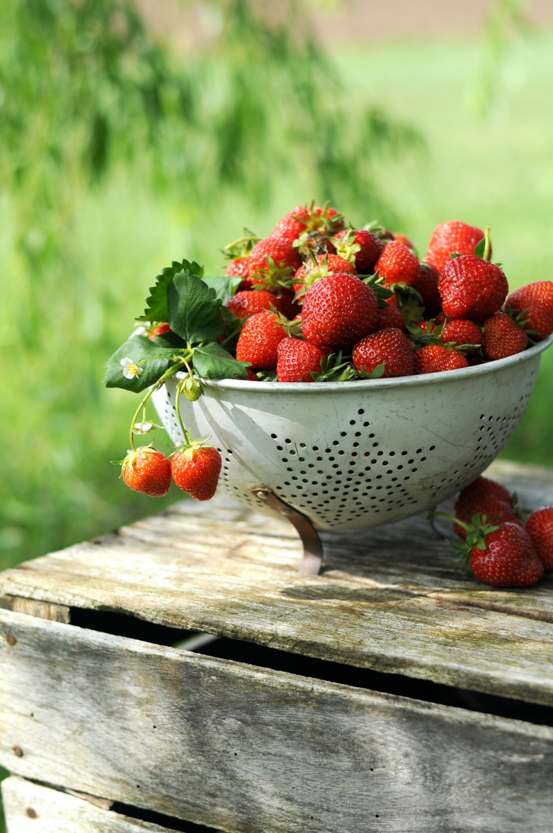 8 schale mit erdbeeren infos erdbeeren anbauen selber machen