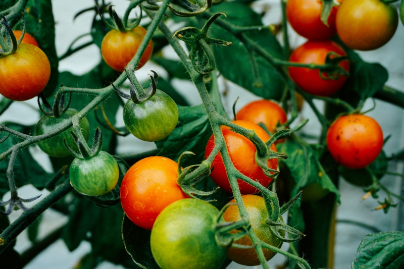 8 tomaten selber pflanzen im topf auf dem balkon