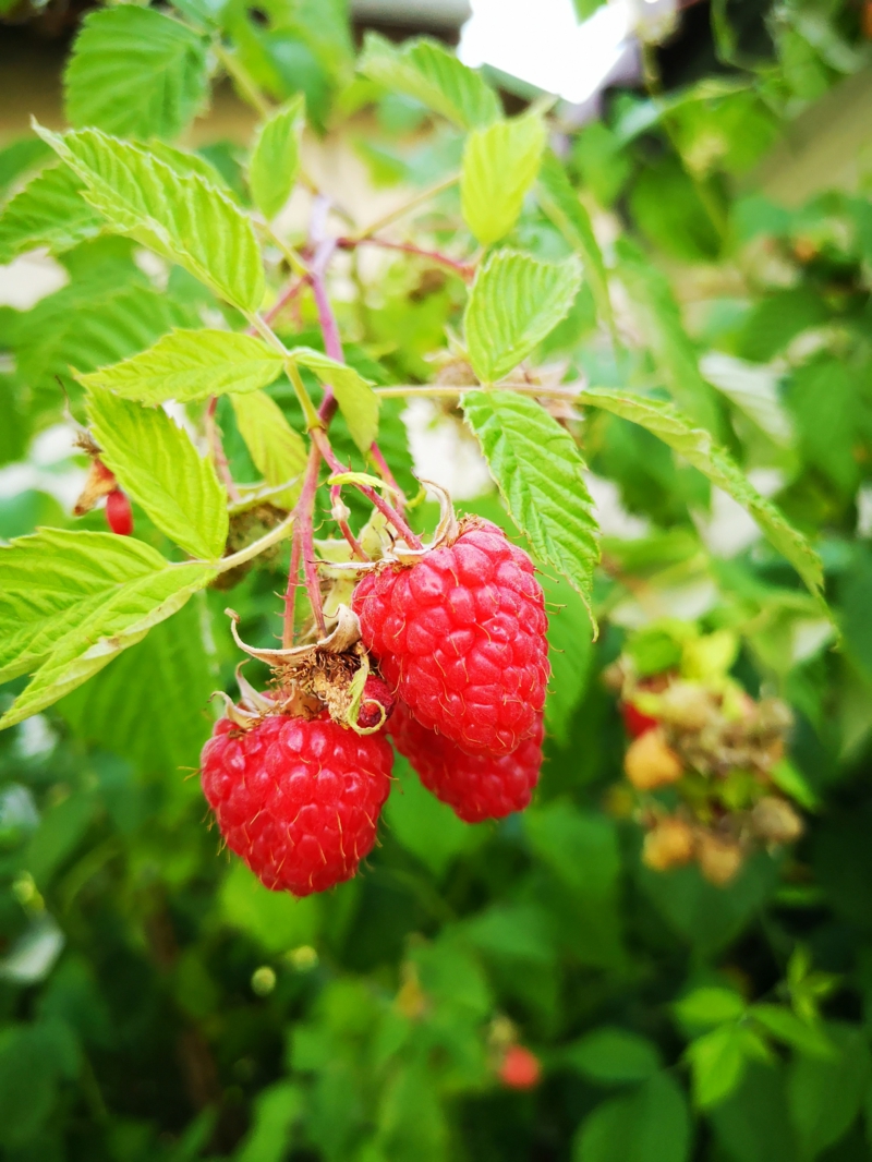 8 wie pflegt man himbeeren richtig himbeerbeet anlegen