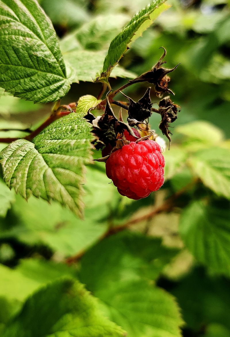 9 garten pflege wann himbeeren pflanzen