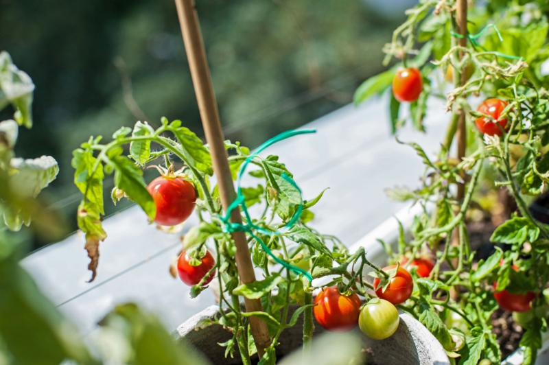 9 wie kann man tomaten im topf pflanzen auf dem balkon