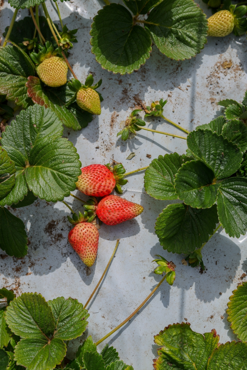 9 wo soll man erdbeeren anbauen tipps infos