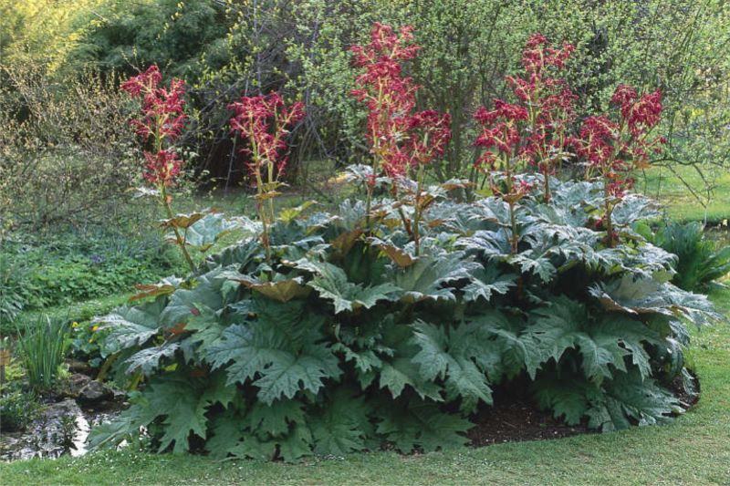 zier rhabarber (rheum palmatum) bauerngarten anlegen pflegeleicht stauden