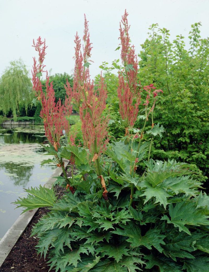 zier rhabarber blumenbeet gestalten rheum palmatum pflegeleichte staude