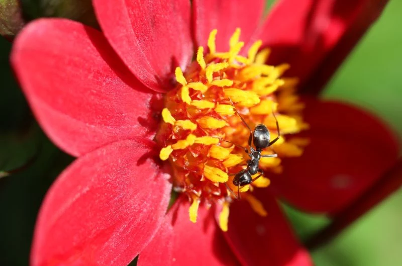 ameisenbekaempfung im garten ameise auf roter blume