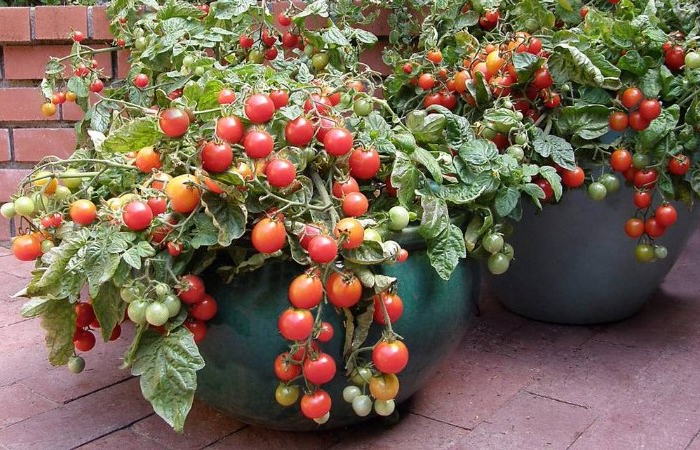 anbau tomaten zeitpunkt auf der terrasse im kuebel