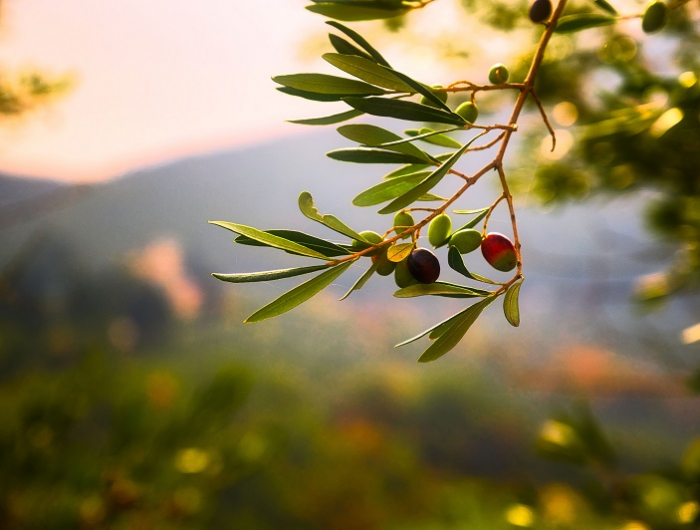 balkonpflanzen die hitze vertragen olivenbaum mediterrane pflanze