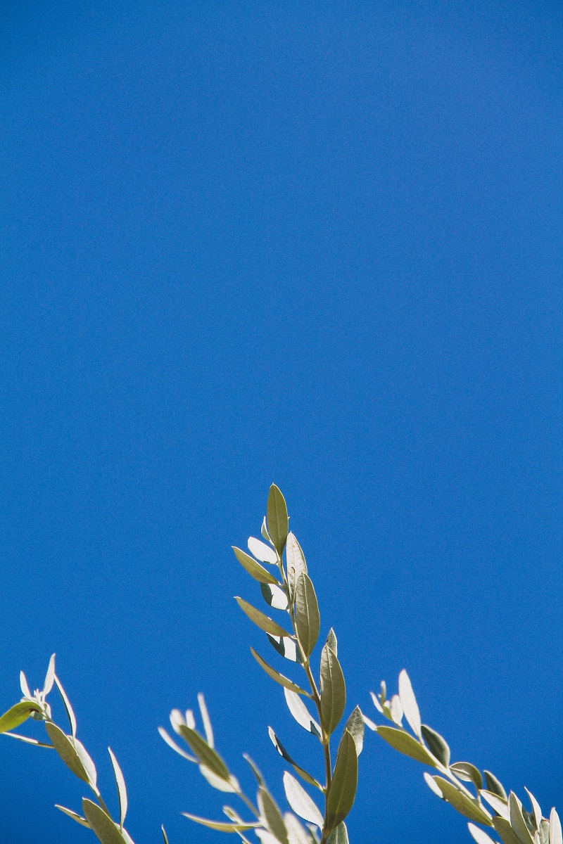 balkonpflanzen die hitze vertragen olivenbaum