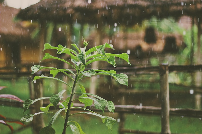 balkonpflanzen die wetterfest sind gruenes paradies