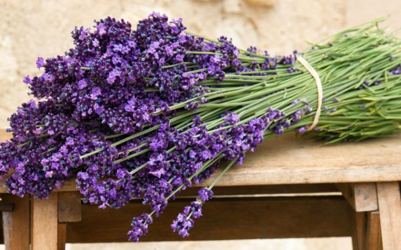 bauerngarten anlegen plan lavender pflegeleicht welche stauden