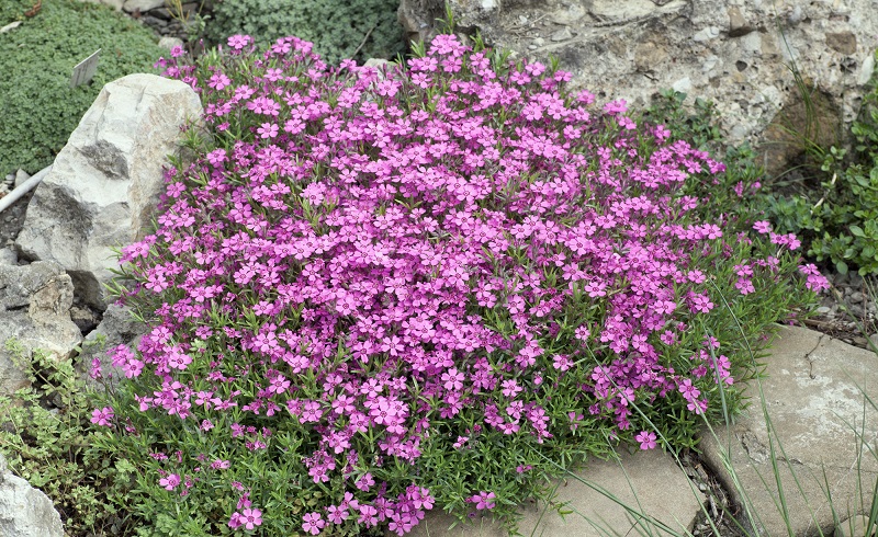 phlox subulata zwergenteppich