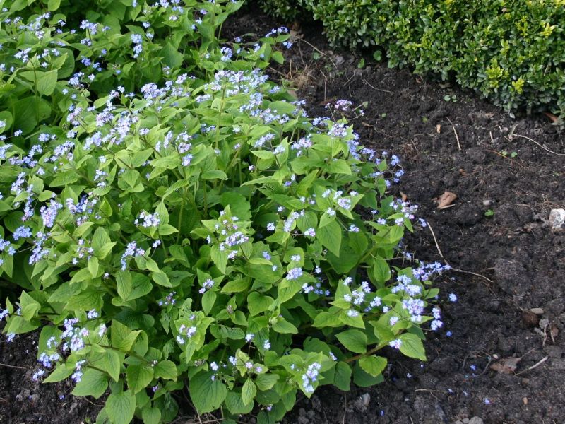 blumenbeete anlegen pflegeleichter bauerngarten stauden