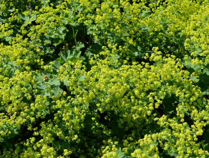 frauenmantel bepflanzungsplan pflegeleichter bauerngarten gelb gruen staude