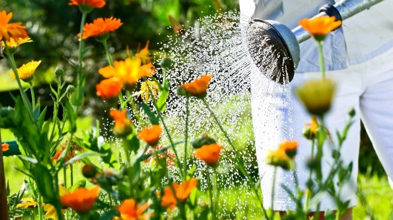 gartenpflanzen giessen nicht ueberwaessern