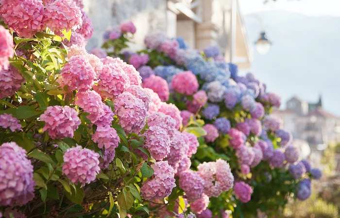 pink, blue hydrangea flowers are blooming in spring and summer at sunset in town garden.