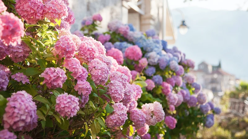 pink, blue hydrangea flowers are blooming in spring and summer at sunset in town garden.