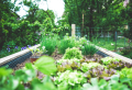 So gestalten Sie den perfekten Kräutergarten – egal, wo Sie wohnen