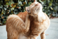 Was tun gegen Milben bei Katzen? 6 effektive Hausmittel, die helfen!