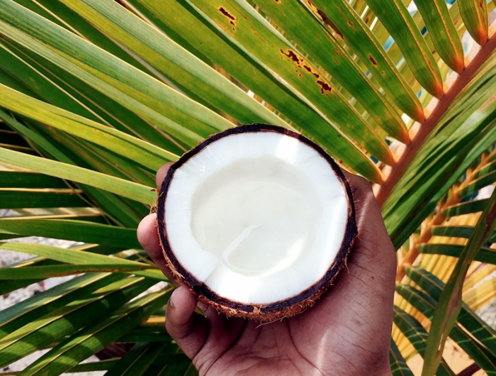 mittel gegen milben bie katzen kokosoel gegen katzenmilben