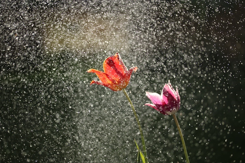 pflanzen die regen vertragen tulpen beim regenschauer
