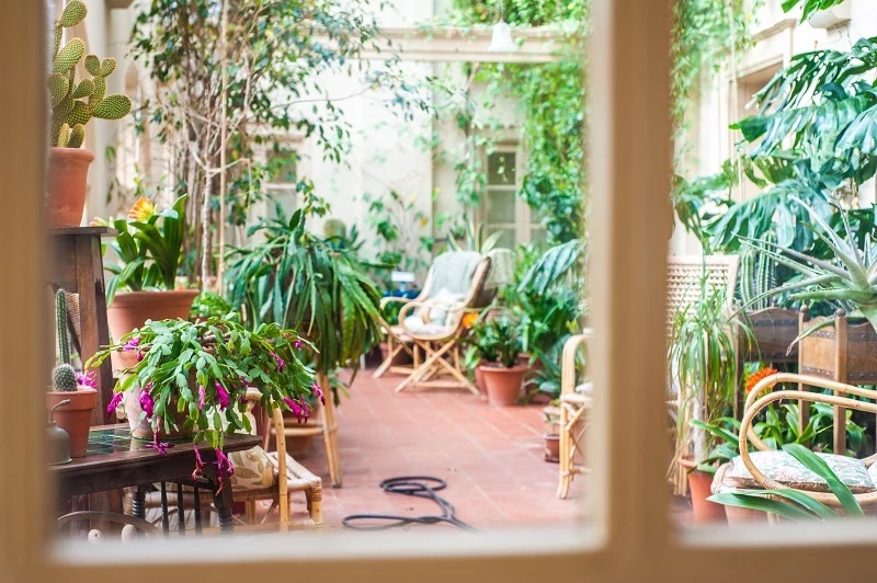 regenfeste pflanzen fuer die terrasse und den balkon