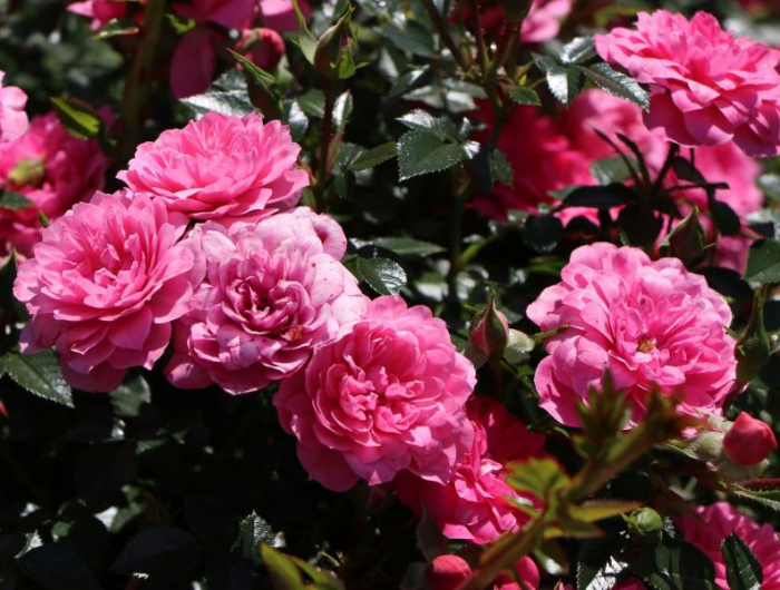 rosarote bodendecker rose pflegeleichter bauerngarten welche pflanzen