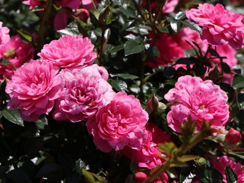 rosarote bodendecker rose pflegeleichter bauerngarten welche pflanzen