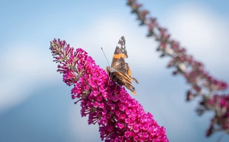 schmetterlingflieder aus samen ziehen schmetterling auf rosa bluete