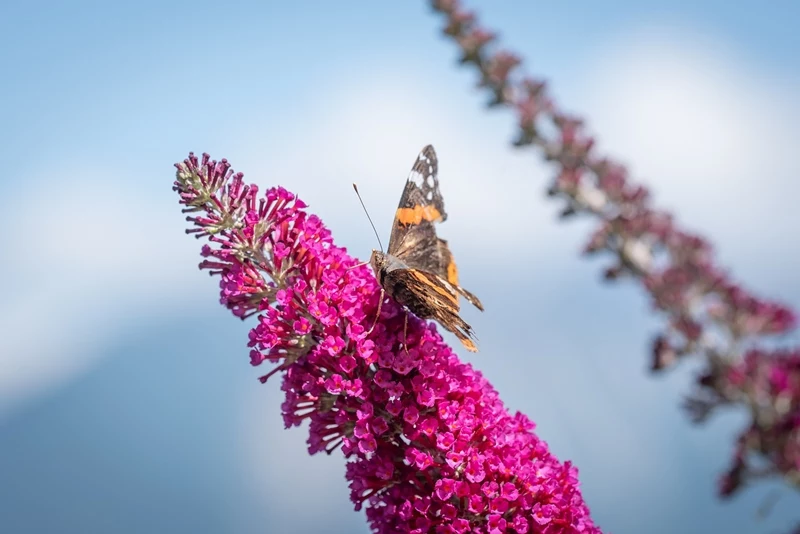 schmetterlingflieder aus samen ziehen schmetterling auf rosa bluete