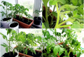 Tomaten auf dem Balkon erfolgreich anpflanzen und anbauen: Platzsparend und gesund!