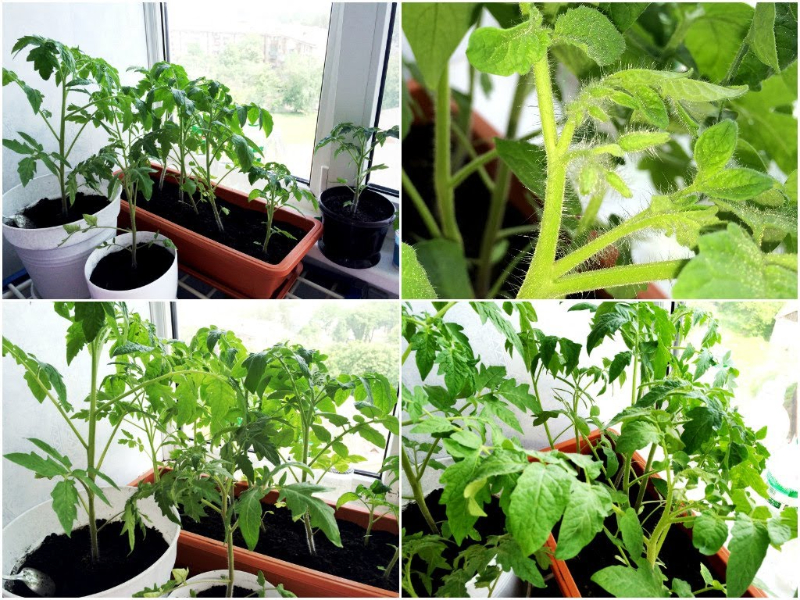 tomaten anbauen anleitung drinnen keine fruechte