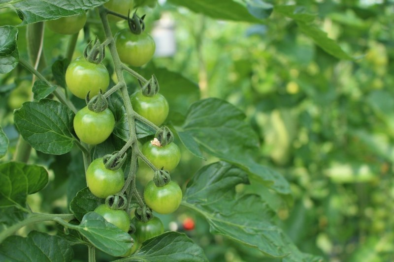 tomaten anbauen balkon gruene kleine tomaten