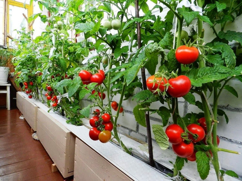 tomaten anbauen fensterbank waagerecht platzsparend