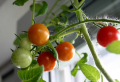 Tomaten auf dem Balkon erfolgreich anpflanzen und anbauen: Platzsparend und gesund!