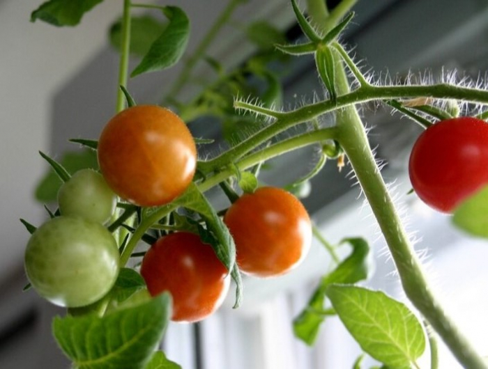 tomaten anbauen im topf auf der fensterbank
