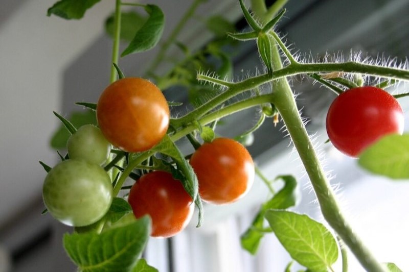 tomaten anbauen im topf auf der fensterbank