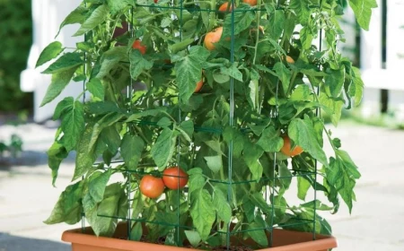 tomaten anbauen standort suedoster oder suedwester balkon