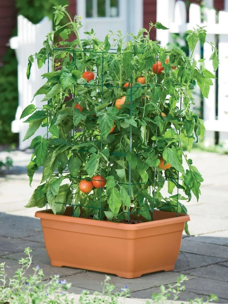 tomaten anbauen standort suedoster oder suedwester balkon