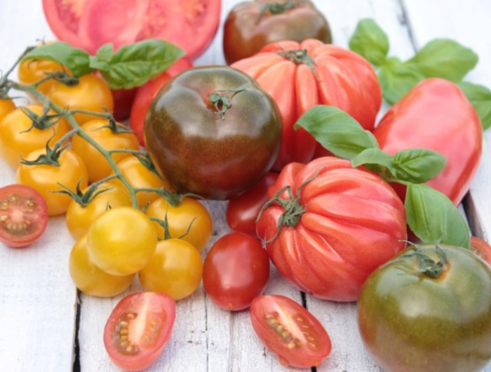 tomaten anbauen zuhause tomatensorten auf weissem tisch