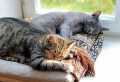 Was tun gegen Milben bei Katzen? 6 effektive Hausmittel, die helfen!