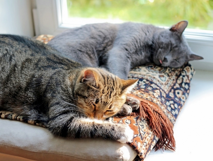 was hilft gegen milben bei katzen hausmittel die wirksam sind zwei katzen