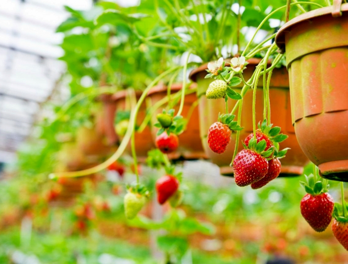 was neben erdbeeren pflanzen beste begleitpflanzen zu erdbeeren