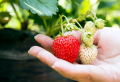 Gute Nachbarn für Erdbeeren, die Sie unbedingt kennen müssen!