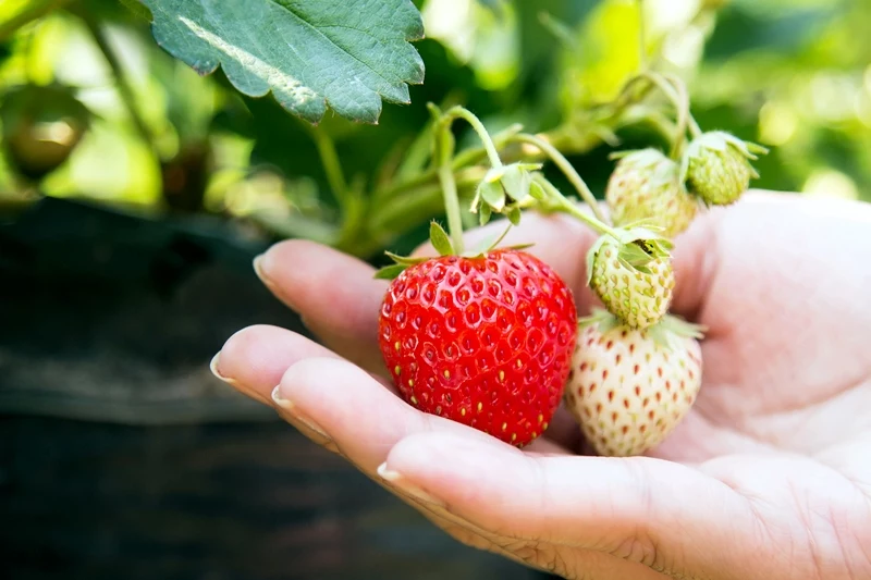 was neben erdbeeren pflanzen im garten und im beet