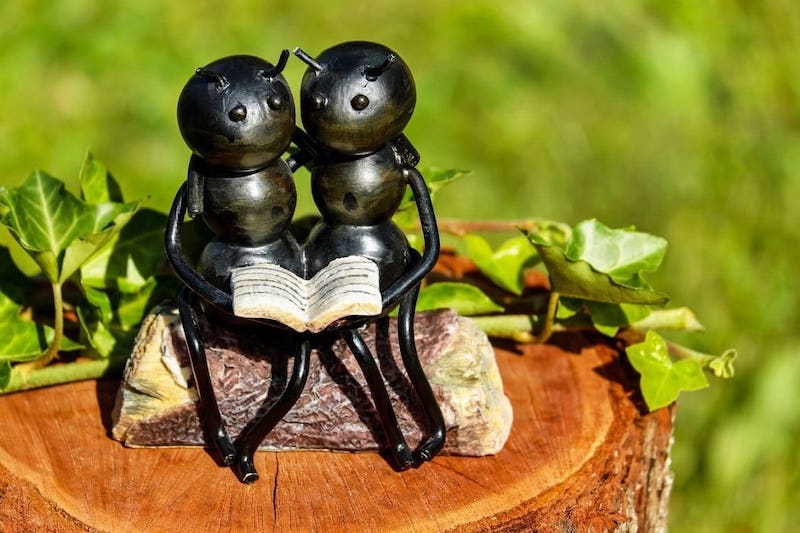 was tun gegen ameisen auf der terrasse ameisen loswerden kleine figur zwei schwarze ameisen